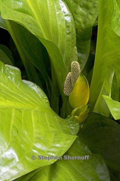 lysichiton americanum 4 graphic